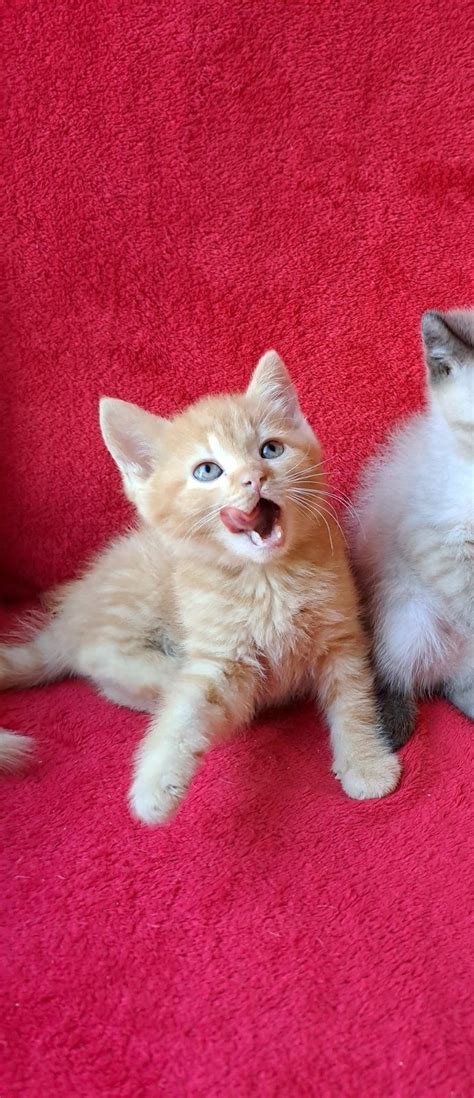 Ну очень красивые котята: 1 500 грн. - Коти Київ на Olx