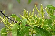 Category:Excoecaria agallocha (flowers) - Wikimedia Commons