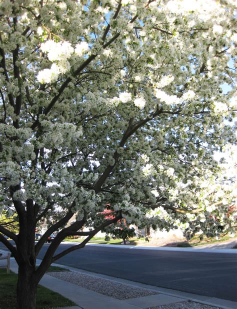 Spring Snow Crabapple Fort Wayne Trees