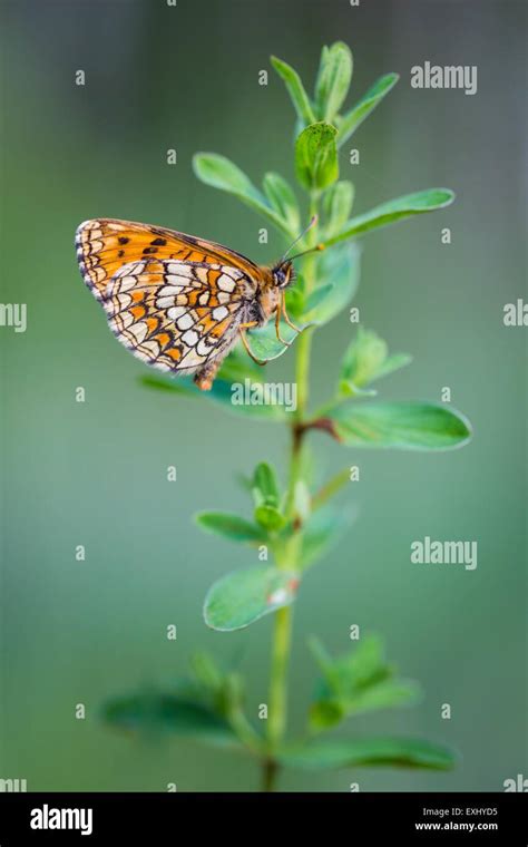 Plant And Insect Hi Res Stock Photography And Images Alamy