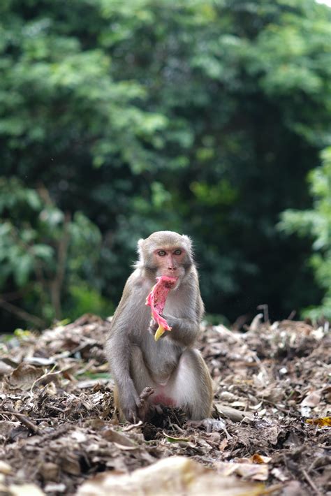 Macaque Photos, Download The BEST Free Macaque Stock Photos & HD Images