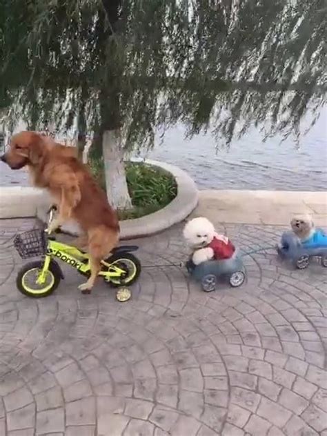 Yep, that's exactly what you see: A dog. Riding a bicycle. Towing other ...