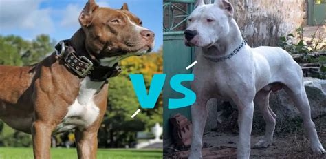 Pitbull vs Dogo Argentino: Discover the Key differences!