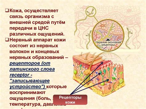 Покровная система (кожа). Значение кожи и её строение - презентация онлайн