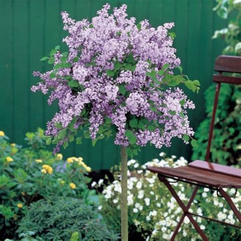 Dwarf Scented Korean Lilac Patio Standard Tree Syringa Palibin For