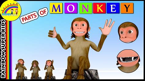 Monkey Body Parts 3d Monkey Parts Of Monkey Facts Youtube