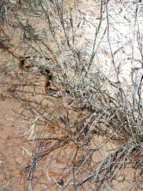 Long Nosed Snake From Chaparral Wildlife Management Area On April 16