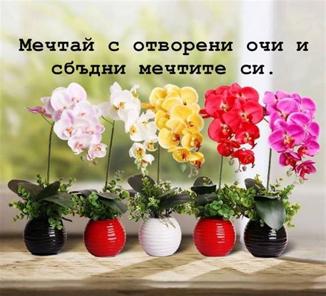 Мечтите се сбъдват. | Sofia
