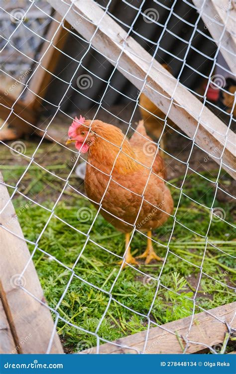 Bruine Kip Loopt Achter Op Een Net In Een Houten Kever Pluimvee