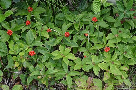 Bunchberry (Cornus Canadensis): Identification, Kitchen Uses And Growing Guide | ForagingGuru