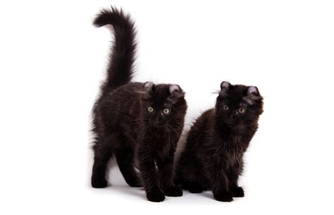 Black Breeds Of Cat 17 Breeds With Jet Black Coats Cat World