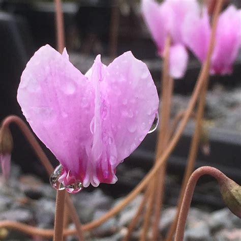 Cyclamen Hederifolium Through The Year Willows Nursery