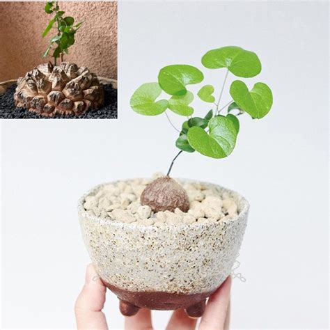 Live Succulent Plant Dioscorea Elephantipes Lhér Engl