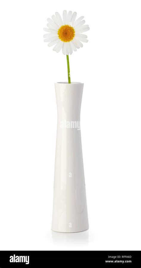 Daisy in white vase isolated on white Stock Photo - Alamy