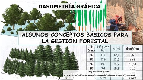 GESTION FORESTAL CONCEPTOS BÁSICOS YouTube