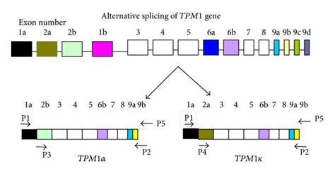 Alternate Splicing Of The Tpm Gene And Exon Composition Of Various Tm