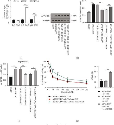 Figure From Taz Regulates The Cisplatin Resistance Of Epithelial