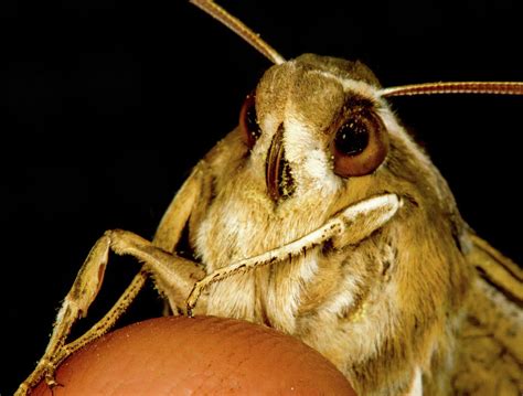 Moth Closeup Photograph by Jean Noren