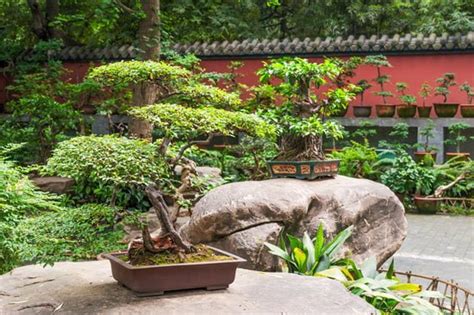 Come Curare Un Bonsai Di Ficus Mondo Bonsai