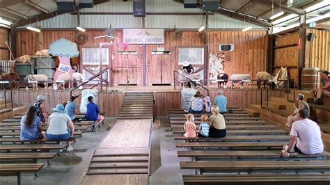 Sheep Shearing And Ram Parade Paradise Country Australia 03102021