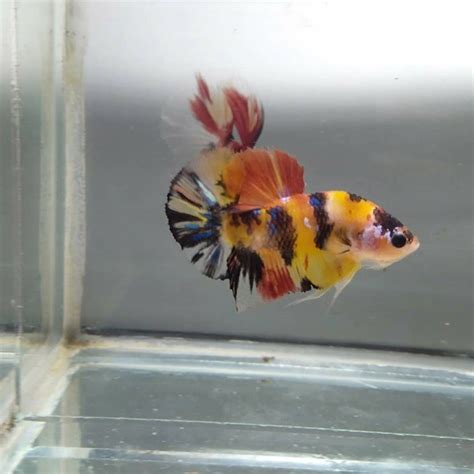 Multi colors koi hmpk for sale - Koi betta fish - Betta fish for sale