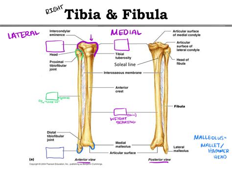 Unit 2 Tibia And Fibula Diagram Quizlet