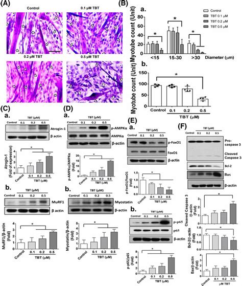 Effects Of Tbt Treatment On Myotube Loss And Atrophy And Protein