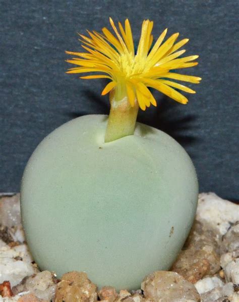 Rare Succulent Seeds Conophytum Calculus Etsy