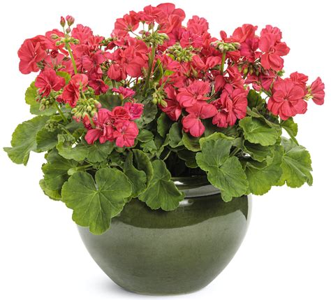 Are Geraniums Deer Resistant? | Plant Addicts