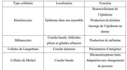 Qcm Cours R Vision Cartes Quizlet