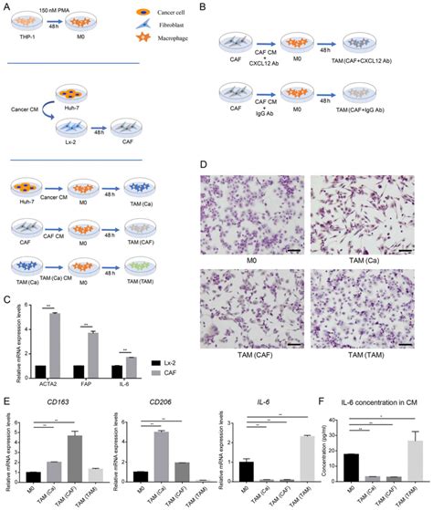 Cancerassociated Fibroblastinduced M Polarized Macrophages Promote