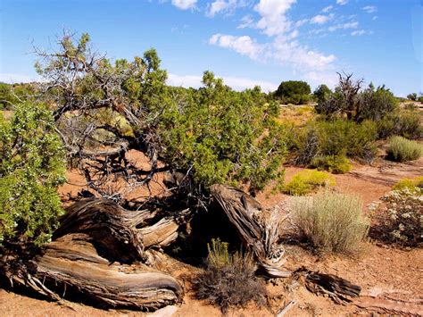 Banco De Imagens Panorama árvore Natureza Rocha Região Selvagem