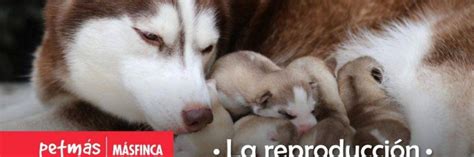 Cómo Se Reproducen Los Perros Y Su Ciclo De Reproducción