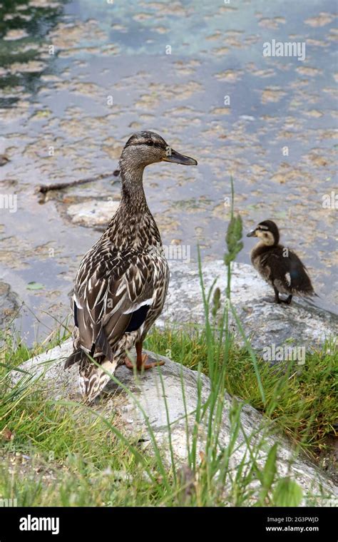 Canard Colvert Et Canetons