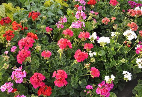 Geranium Pinto Premium Series Seeds Hometown Seeds