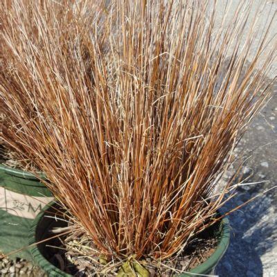 10 Great Low Maintenance Dwarf Shrubs Gullos Garden Center Shrubs