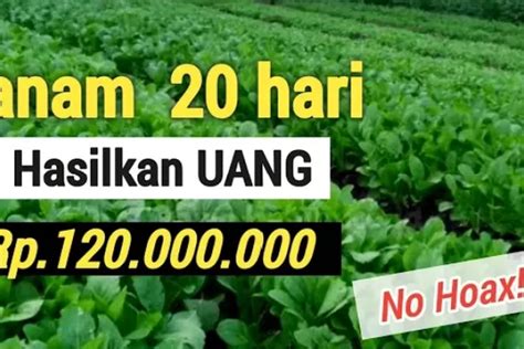 Panen Dalam Waktu Hari Tanaman Super Cepat Menghasilkan Uang