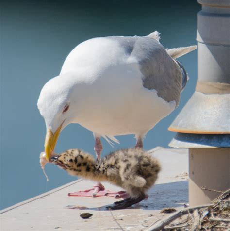 Glaucous Winged Gull Larus Glaucescens Edward Kroc Flickr