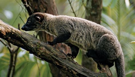 Palm civet | mammal | Britannica