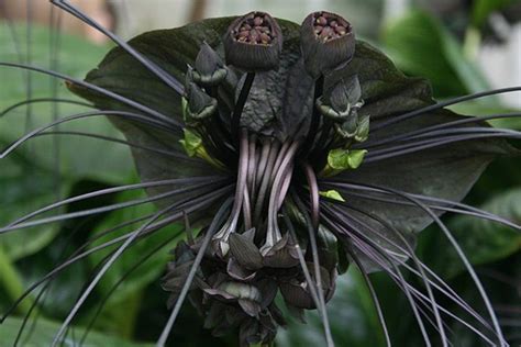 Conheça As Flores Mais Raras e exóticas do Mundo