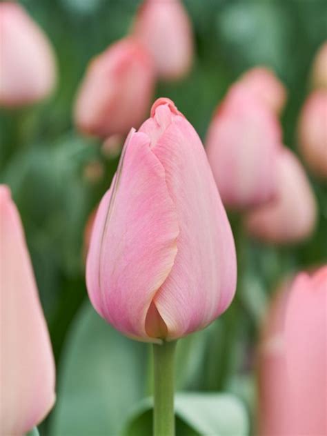 Tulipa Mystic Van Eijk BULBi Nl