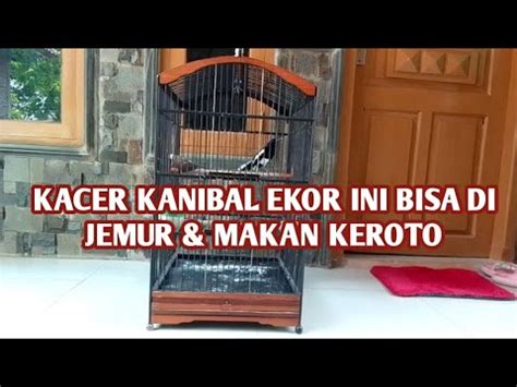 Kacer Kanibal Ekor Ini Bisa Jemur Makan Keroto Youtube