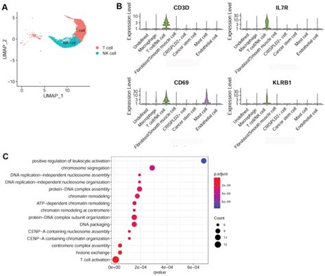 Characterization Of T Nk Cells In Pulmonary Endarterectomized Tissues