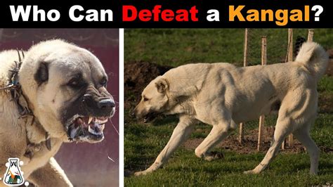 Kangal Dog Fight Youtube