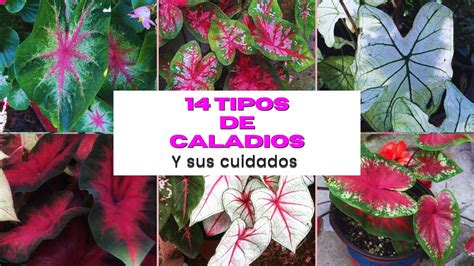 Tipos De Caladios Y Sus Cuidados Caladium Coraz N De Jesus