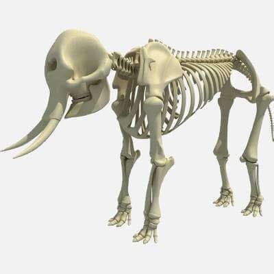 African Elephant Skeleton - 3D Model by 3D Horse