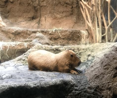 当动森的水族馆走进现实大阪海游馆 水槽