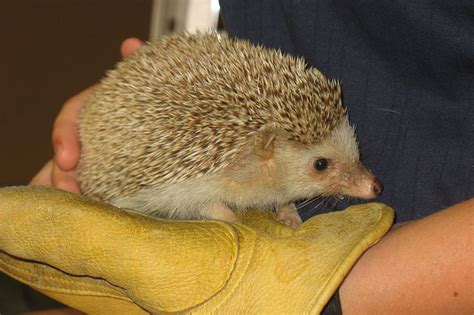 Full Grown Hedgehog Pet