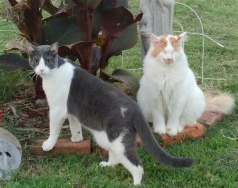 Ein Kater Der Nicht Sehen Kann Wurde Ins Tierheim Gebracht Damit Er