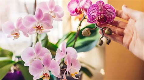 Comment faire refleurir une orchidée Utilisez cet engrais spécial et